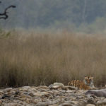 Tiget Jim Corbett