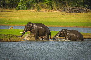 Elephant Lake Anayirangaldam Munnar