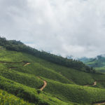 Munnar Tea Garden