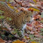 Leopard Satpura National Park