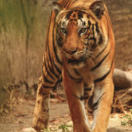 Tiger-at Tadoba Tiger Reserve