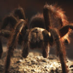 Dangerous Creatures Australia