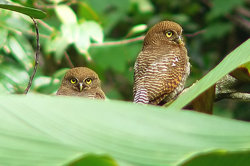 Owls at Tholpetty Wildlife Reserve