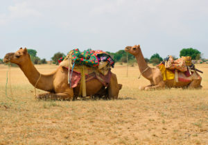 Camels in Thar bikaner
