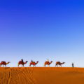 Bikaner Desert Camel Safari