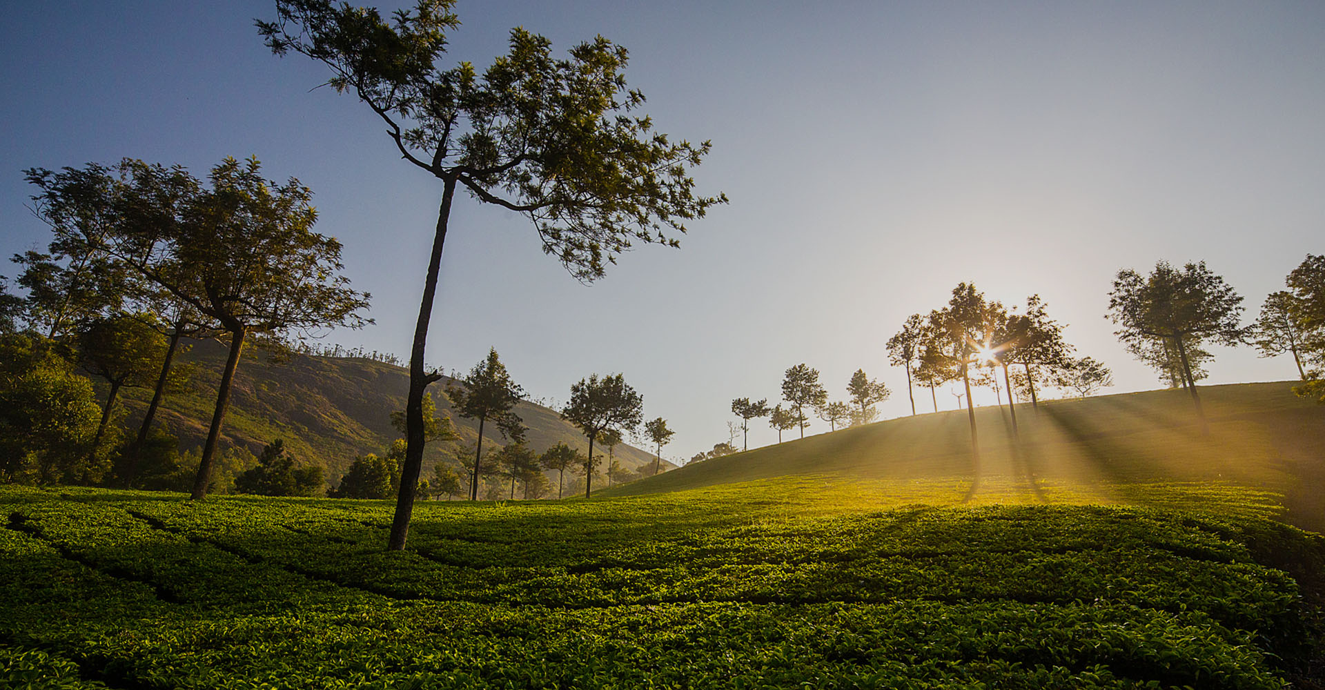 Munnar – Of Misty Mountains and Tea Trails