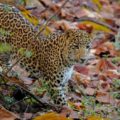 Leopard Satpura National Park