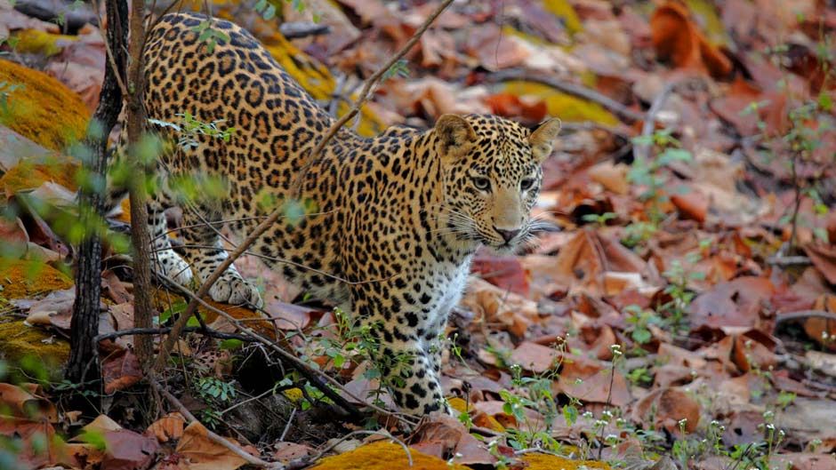 Leopard Satpura National Park