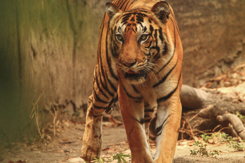 Tiger-at Tadoba Tiger Reserve