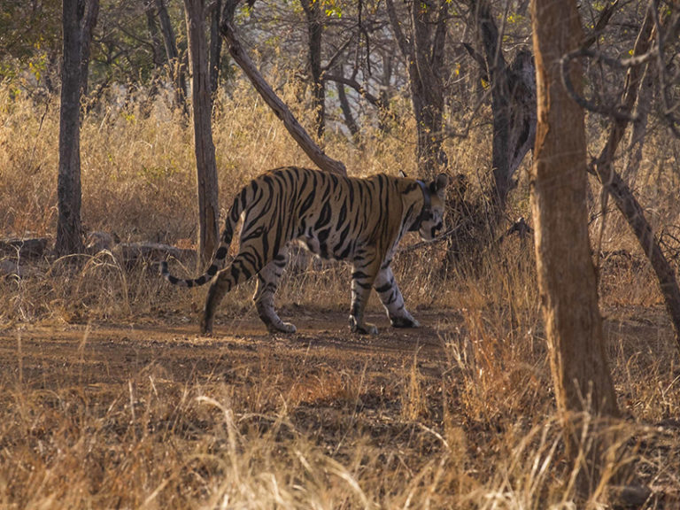 Panna Tiger Reserve | Safari Bookings, Travel Guide | untravel Blog