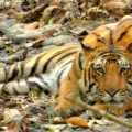 Tiger Bijrani Corbett Zone