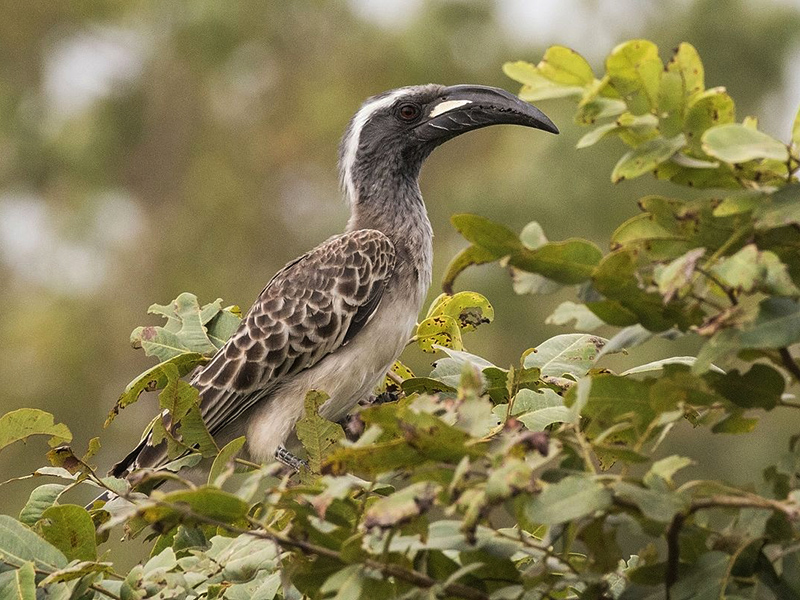 grey hornbill bandhavgarh