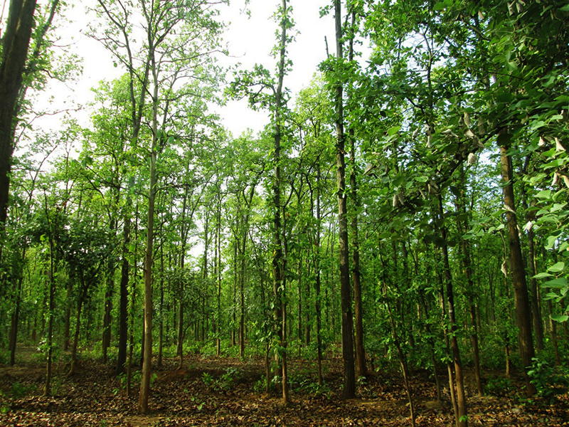 sal trees bandhavgarh