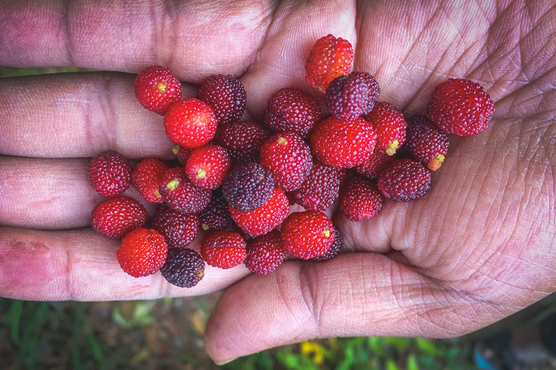 Mulberries Mukteshwar Uttarakhand