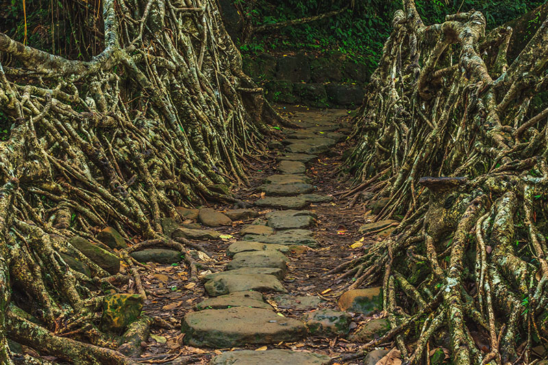 the-story-behind-the-living-root-bridges-in-meghalaya-untravel-blog