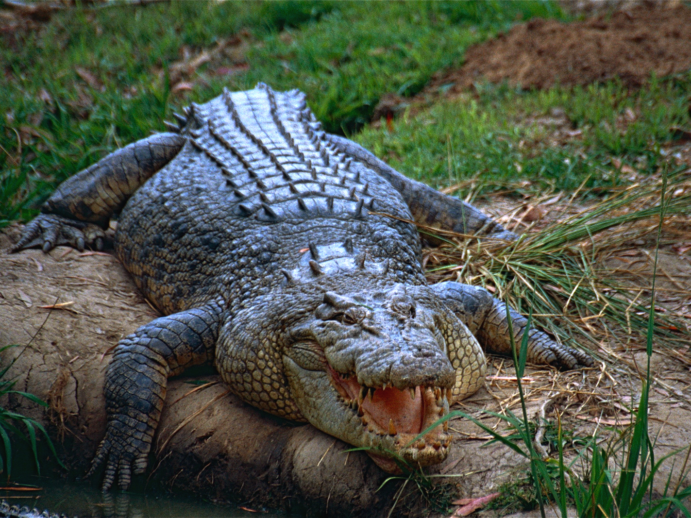 Saltwater Crocodile Australia Dangerous Creature
