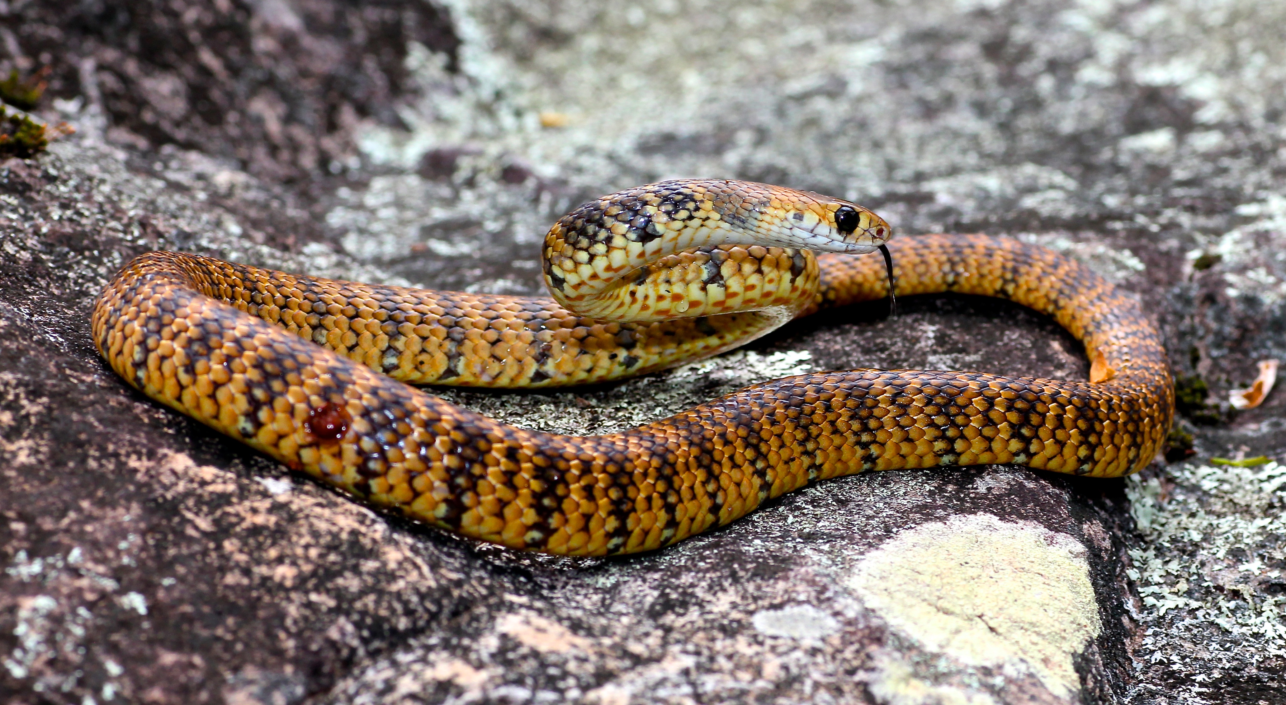 Eastern brown snakes Australia Dangerous Creature