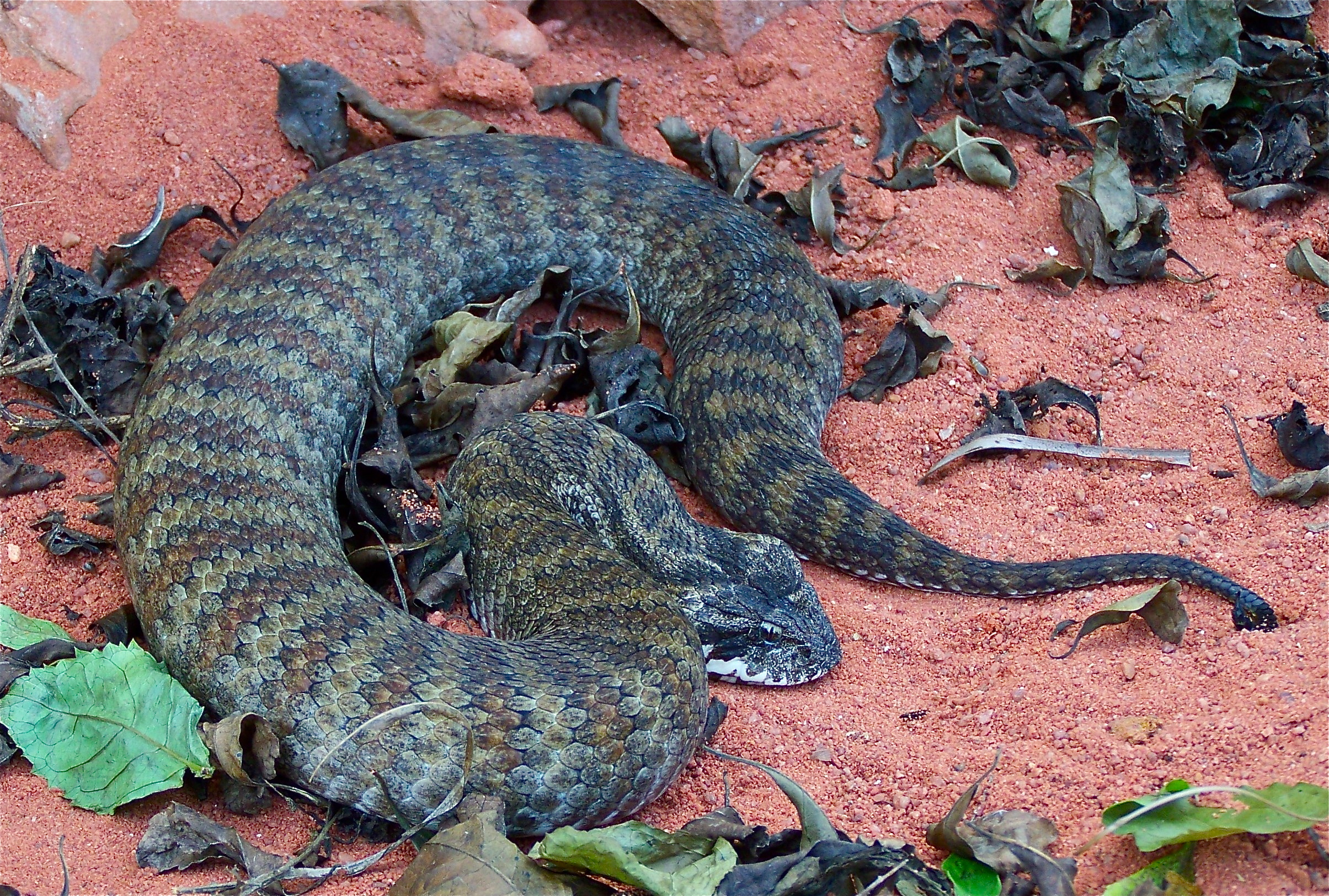 The Death Adder Eastern brown snakes Australia Dangerous Creature