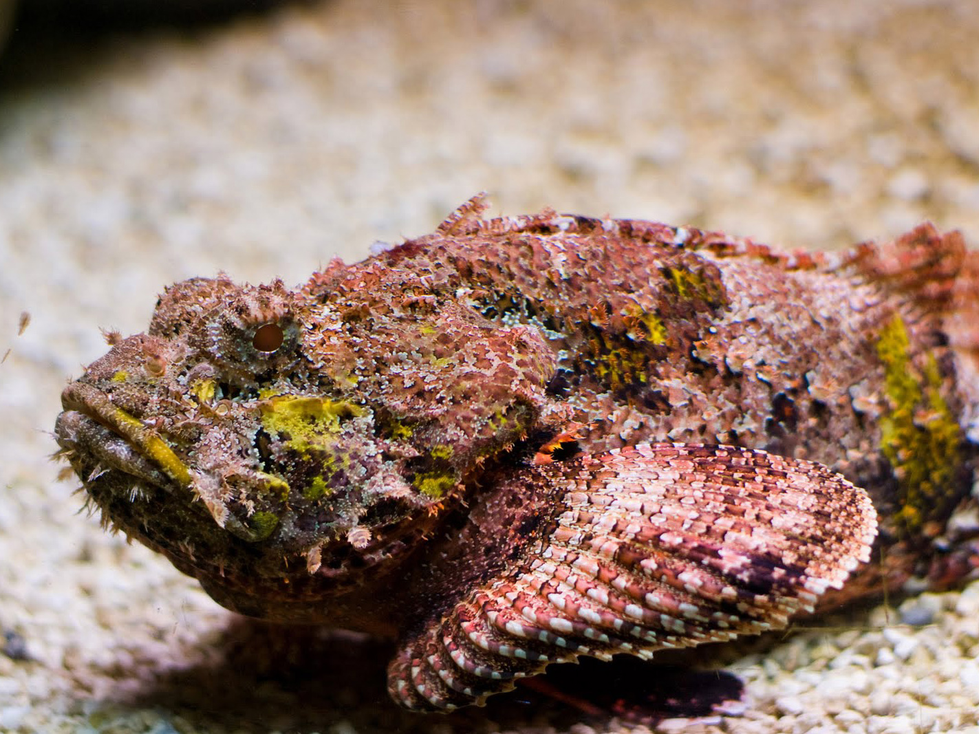 The Reef Stonefish Australia Dangerous Creature