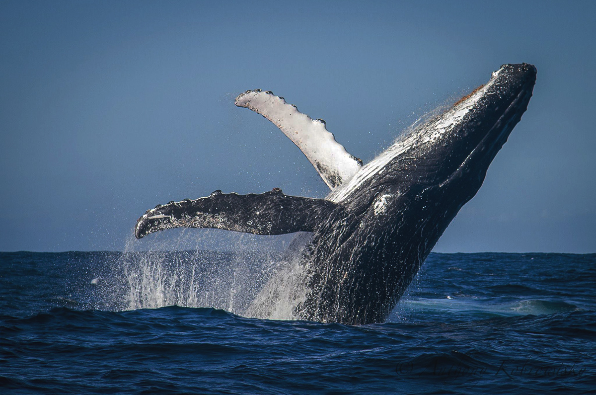 southafrica whale watching honeymoon