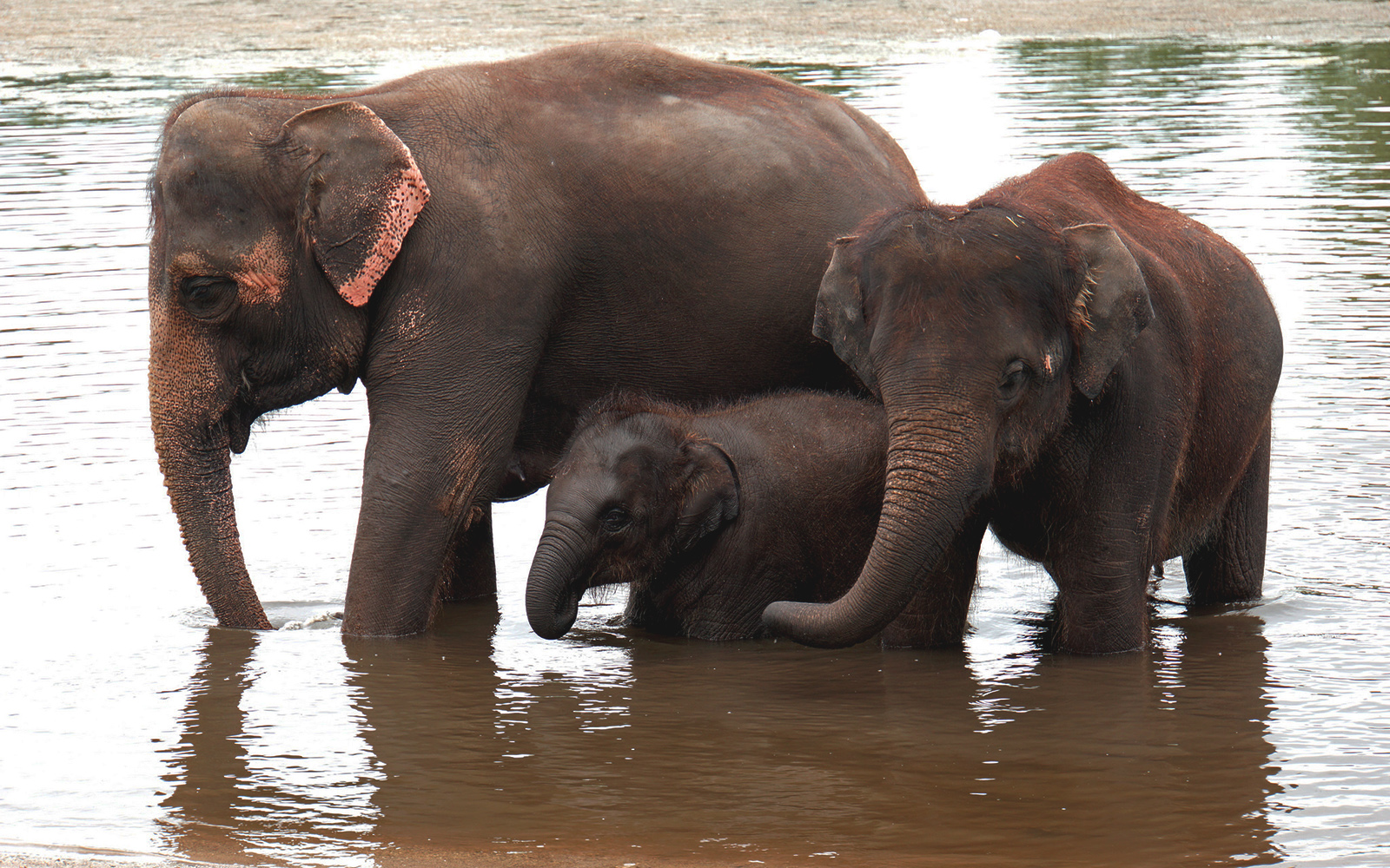 Asian Elephant Kerala Itinerary