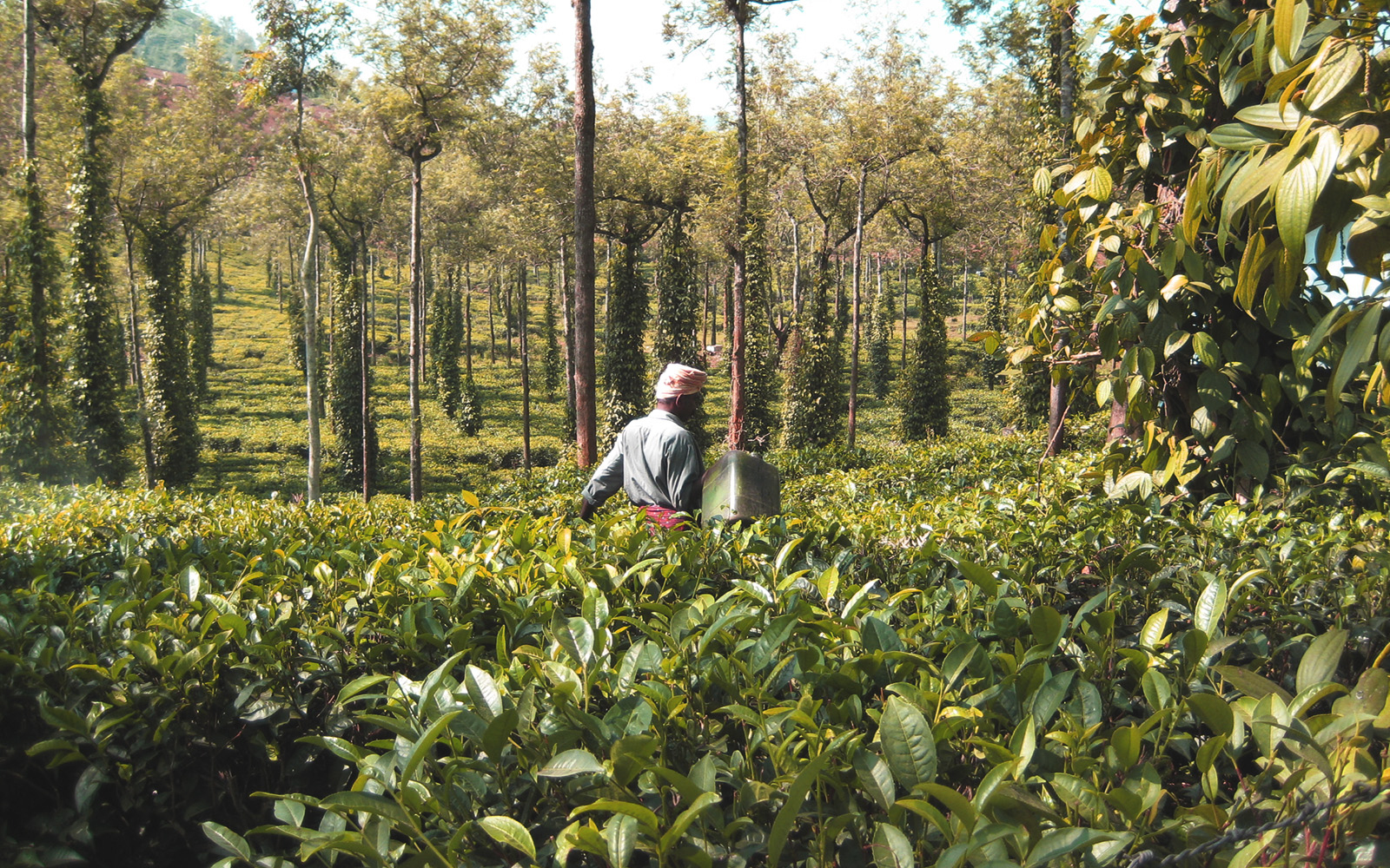 cardamom plantations Kerala Itinerary