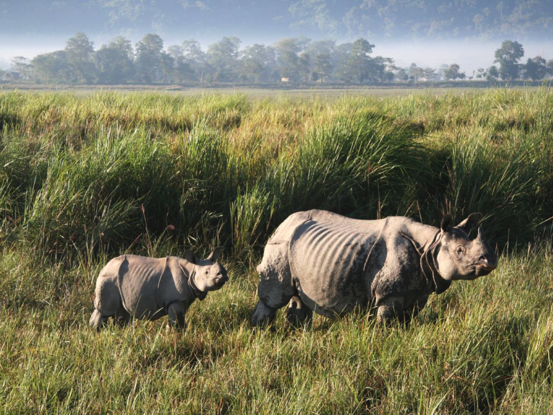 Kaziranga National Park | Wildlife Safaris | Rhinos, Elephants, Tigers