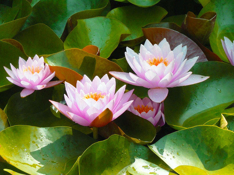 lotus Kaziranga National Park