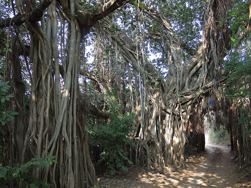 Banyan trees Ranthambore
