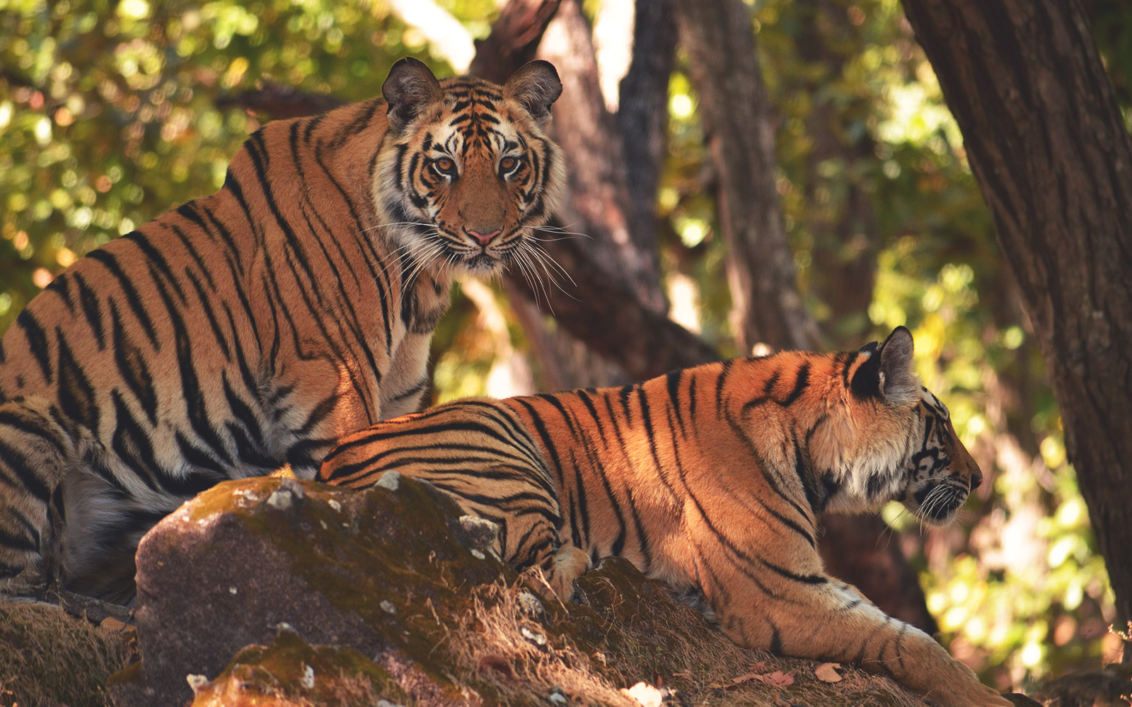 Tiger Reserve Thekkady Kerala Itinerary