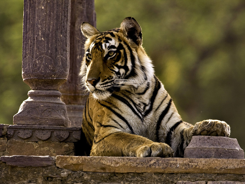 Tiger Ranthambore National Park
