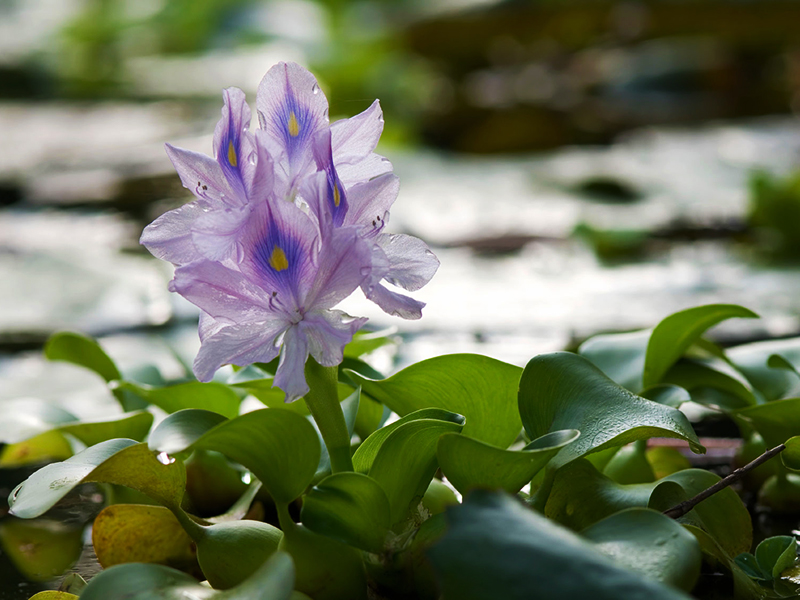 water hyacinth Kaziranga National Park